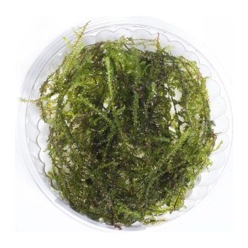 Vesicularia reticulata Erect moss