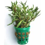 Ludwigia inclinata White Edge – Zboží Mobilmania