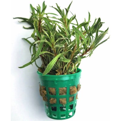 Ludwigia inclinata White Edge – Zboží Mobilmania