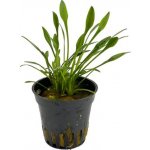 Cryptocoryne parva - Kryptokoryna nízká – Hledejceny.cz