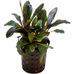 Bucephalandra theia – Zboží Dáma
