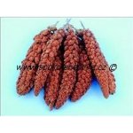 Avicentra Proso senegalské klasy 100 g – HobbyKompas.cz