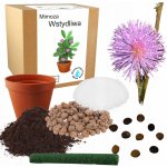 Sada pro pěstování Citlivky stydlivé růžové (Mimosa pudica) – Zboží Dáma