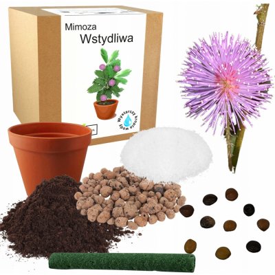 Sada pro pěstování Citlivky stydlivé růžové (Mimosa pudica) – Zboží Dáma