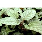 Hemigraphis colorata – Zboží Dáma