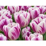 Tulipán 'Flaming Prince' 5 ks – Hledejceny.cz