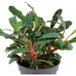 Bucephalandra sp. Red – Sleviste.cz