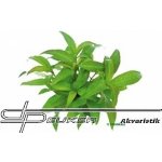 Hygrophila corymbosa Stricta – Zboží Dáma