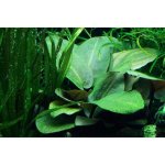 Lagenandra meeboldii green – Zboží Dáma