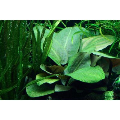 Lagenandra meeboldii green – Zboží Dáma