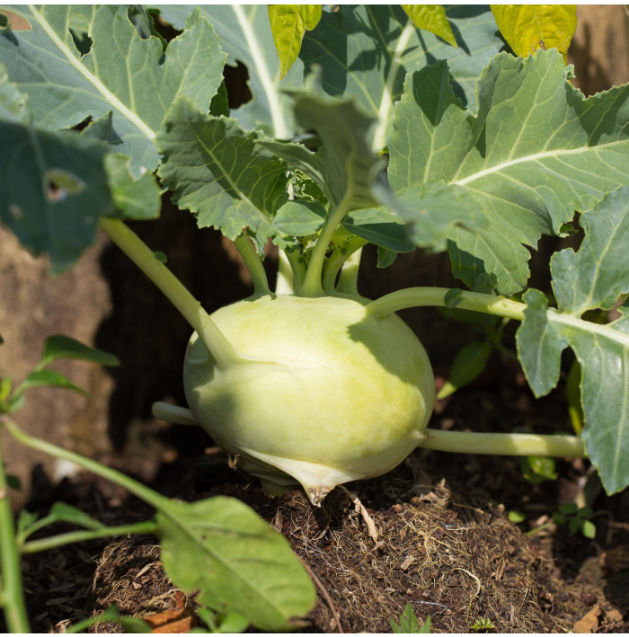 Kedluben raný Kartago - Brassica oleracea - semena kedlubnu - 50 ks