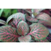 Fittonia Rood