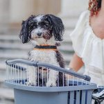 Ferplast Atlas bike 20 rapid – Zboží Dáma