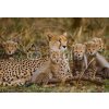 Tapety WEBLUX Fototapeta papír Mother cheetah and her cubs in the savannah. Kenya. Tanzania. Africa. National Park. Serengeti. Maasai Mara. An excellent illustration. - 10036787 184 x 128 cm