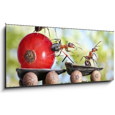 Obraz s hodinami 1D panorama - 120 x 50 cm - ants deliver red currant with trailer of sunflower seeds mravenci dodávají červený rybíz s přívěsem slunečnicových semen – Zboží Mobilmania
