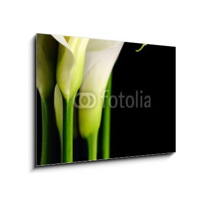 Skleněný obraz 1D - 100 x 70 cm - Beautiful white Calla lilies with reflection on black background Krásné bílé Calla lilie s odrazem na černém pozadí – Zboží Mobilmania