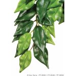 HAGEN Rostlina Ficus střední 55 cm – Zboží Mobilmania
