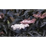 Sambucus nigra 'Black Tower'® Prodejní velikost: 030/050, Velikost hrnku: 3 l – Zboží Dáma