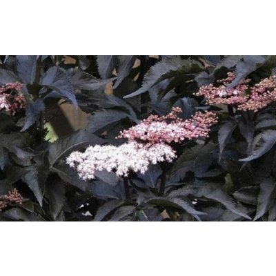 Sambucus nigra 'Black Tower'® Prodejní velikost: 030/050, Velikost hrnku: 3 l – Zboží Dáma