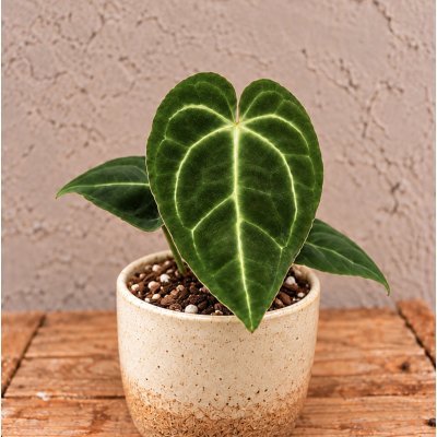 Anthurium Regale baby – Hledejceny.cz