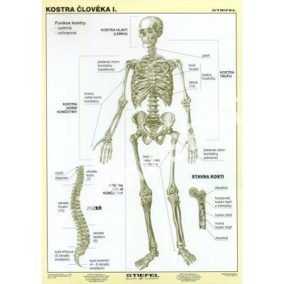 Kostra člověka I - tabulka A4 – Zboží Mobilmania