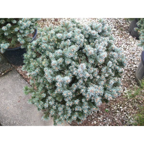 Květina Smrk pichlavý 'Glauca Globosa' - Picea pungens Glauca Globosa