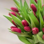 Rozvoz květin: Růžové čerstvé tulipány - cena za 1ks - Mělník – Zboží Mobilmania