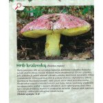 Houby – Sleviste.cz