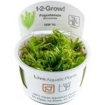 Pogostemon deccanensis – Hledejceny.cz