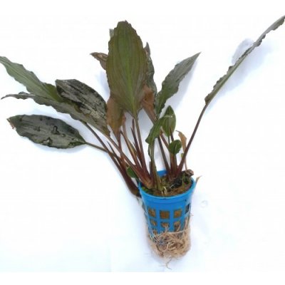 Cryptocoryne willisii – Zbozi.Blesk.cz