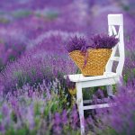 Poznámkový Provence nástěnný 2026 – Sleviste.cz