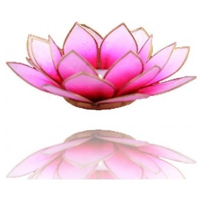 Lotos svícen Capiz růžovobílý se zlatavými lemy – Hledejceny.cz