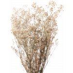 Nevěstin závoj/stabilizovaná Gypsophila svazek/kytice přírodní champagne – Hledejceny.cz