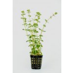 Rotala rotundifolia Orange Juice – Sleviste.cz