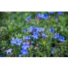 Květina Kamejka, Lithodora Heavenly Blue, velikost kontejneru 1.5 l