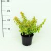 Květina Abelia grandiflora 'Kaleidoscope'® Prodejní velikost: 015/020, Velikost hrnku: 1 l