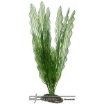 Hobby Aponogeton 39 cm umělá – Hledejceny.cz