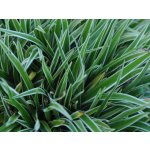 Chlorophytum bichetii - Zelenec bichetův – Zboží Dáma