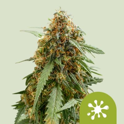 Royal Queen Seeds Sticky Queen Auto semena neobsahují THC 1 ks – Zboží Mobilmania