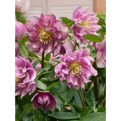 Čemeřice 'Double Ellen Red' 1 ks – Sleviste.cz