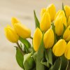 Květina Žluté čerstvé tulipány - cena za 1ks