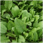 Špenát setý Matador - Spinacia oleracea - osivo špenátu - 60 ks – Hledejceny.cz