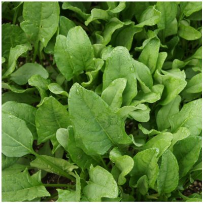 Špenát setý Matador - Spinacia oleracea - osivo špenátu - 60 ks – Hledejceny.cz