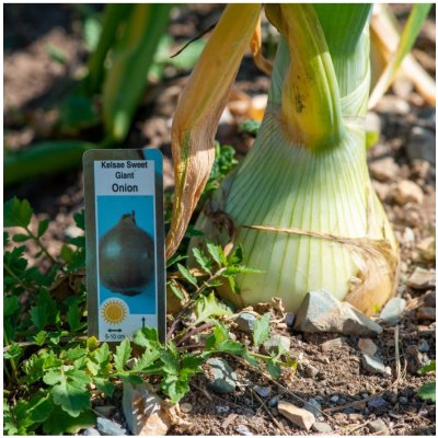 Cibule obrovská Kelsae - Allium cepa - semena - 100 ks