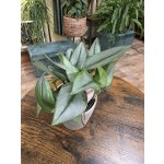 Scindapsus Trebie Moonlight – Zboží Mobilmania