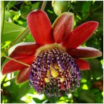 Mučenka čtyřhraná - Passiflora quadrangularis - semena mučenky - 4 ks – HobbyKompas.cz
