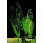 Aponogeton madagascariensis - Kalatka mřížovitá – Zboží Dáma