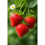 Jahodník Selva v květináči – Zbozi.Blesk.cz