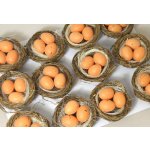 Hnízdečko 6 cm se třemi hnědými vajíčky – Zboží Mobilmania