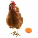 Biostan NS sypká směs pro nosnice 5 kg – Zboží Dáma